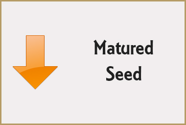 Seed Deterioration - Matured Seed